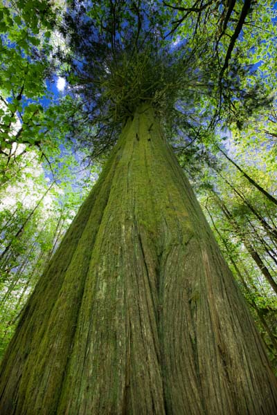 Whistler Bear Tours | 2230 Eva Lake Rd, Whistler, BC V8E 0M5, Canada | Phone: (604) 966-7385