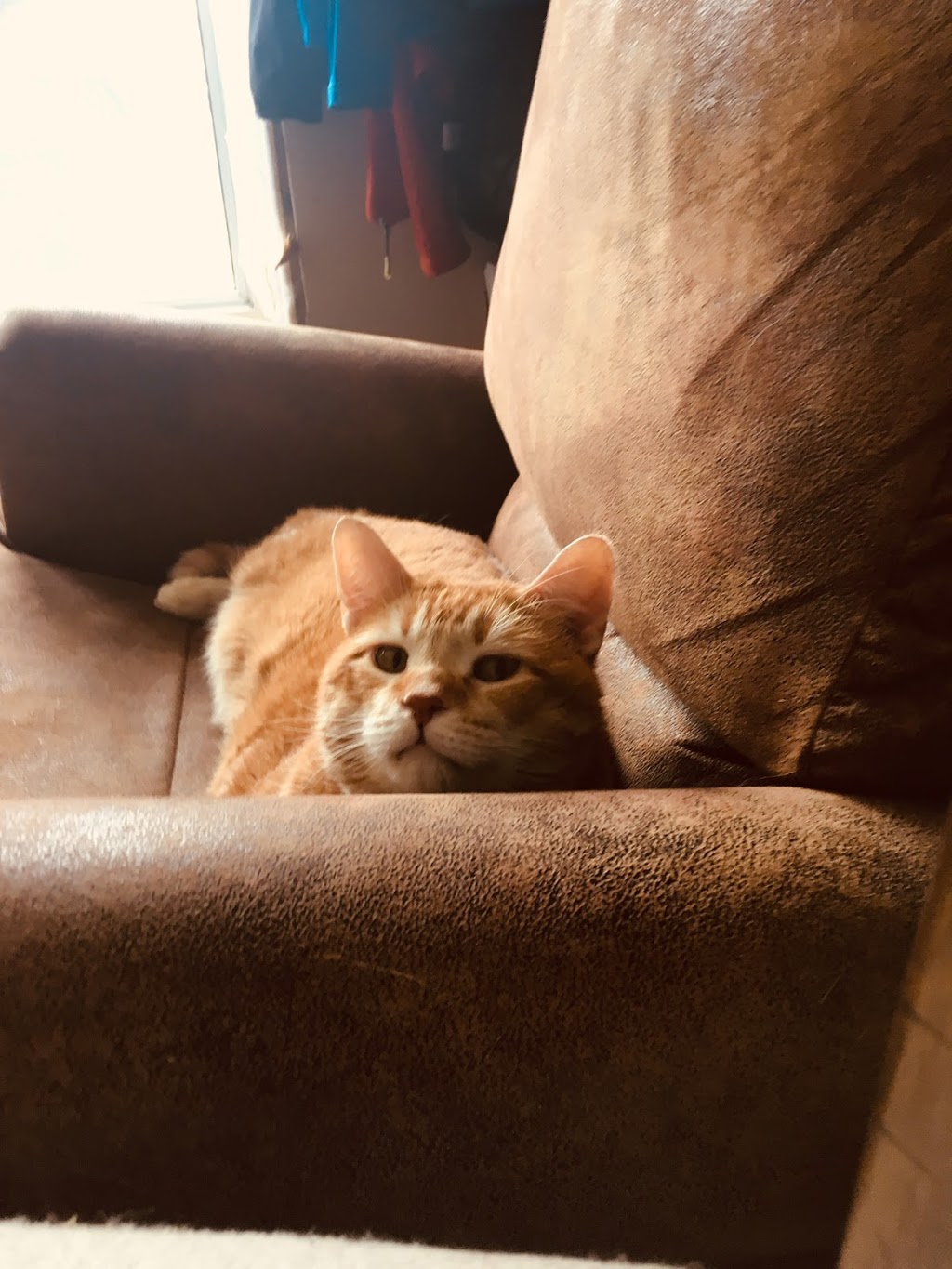 Muskoka’s Critter Sitter | 1042 S Kahshe Lake Rd, Kilworthy, ON P0E 1G0, Canada | Phone: (705) 279-3517