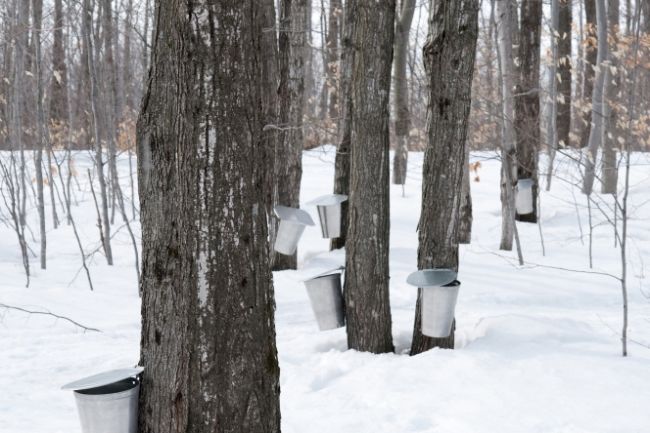 Erabliere Yves Dusablon | 12 Rue des Hêtres, Sainte-Brigitte-de-Laval, QC G0A 3K0, Canada | Phone: (581) 777-3992