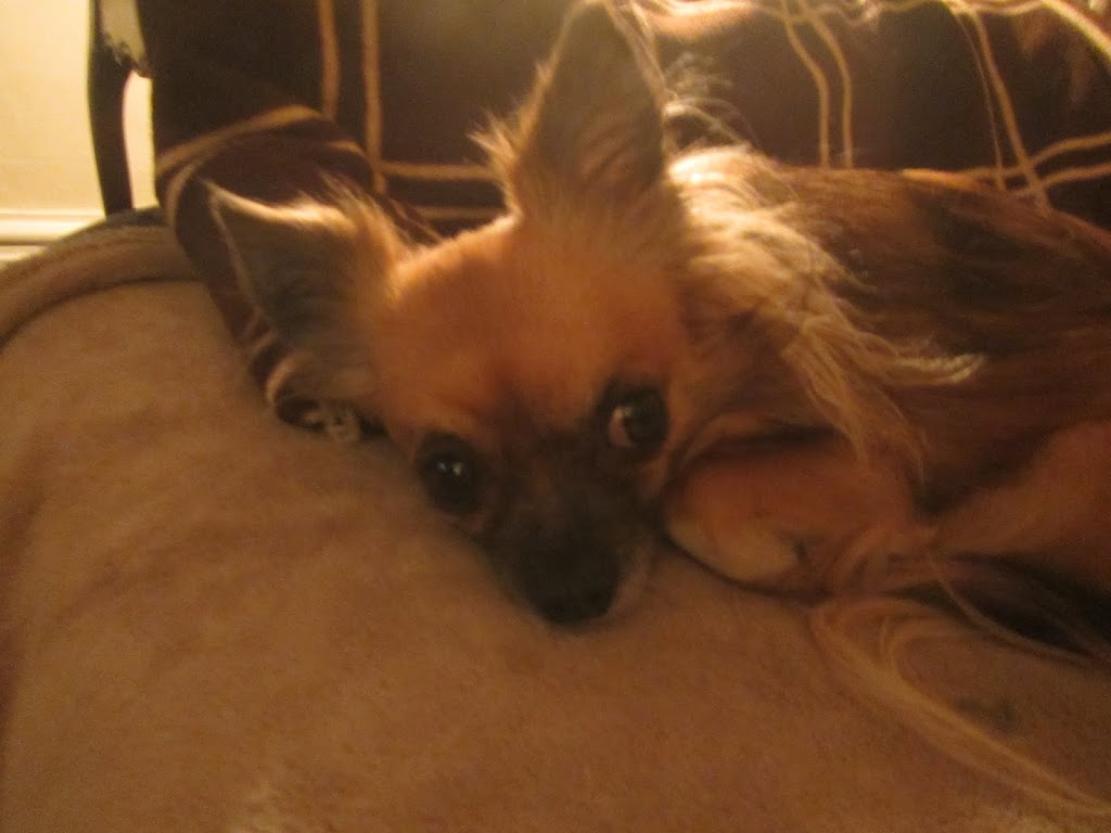 St Thomas Pet Salon | 25 Wilson Ave, St Thomas, ON N5R 3P9, Canada | Phone: (519) 633-3150