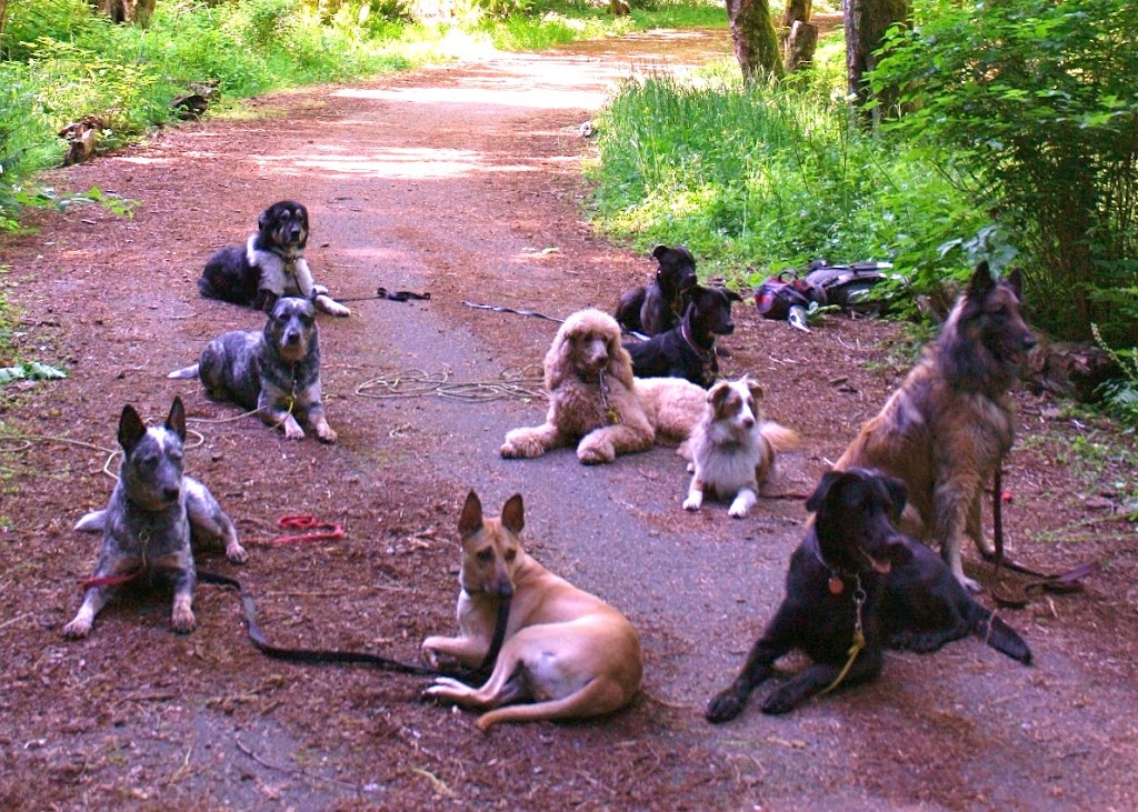 Barks and Recreation Canine Services | 2027 174 St, Surrey, BC V3Z 9Z8, Canada | Phone: (778) 291-2275