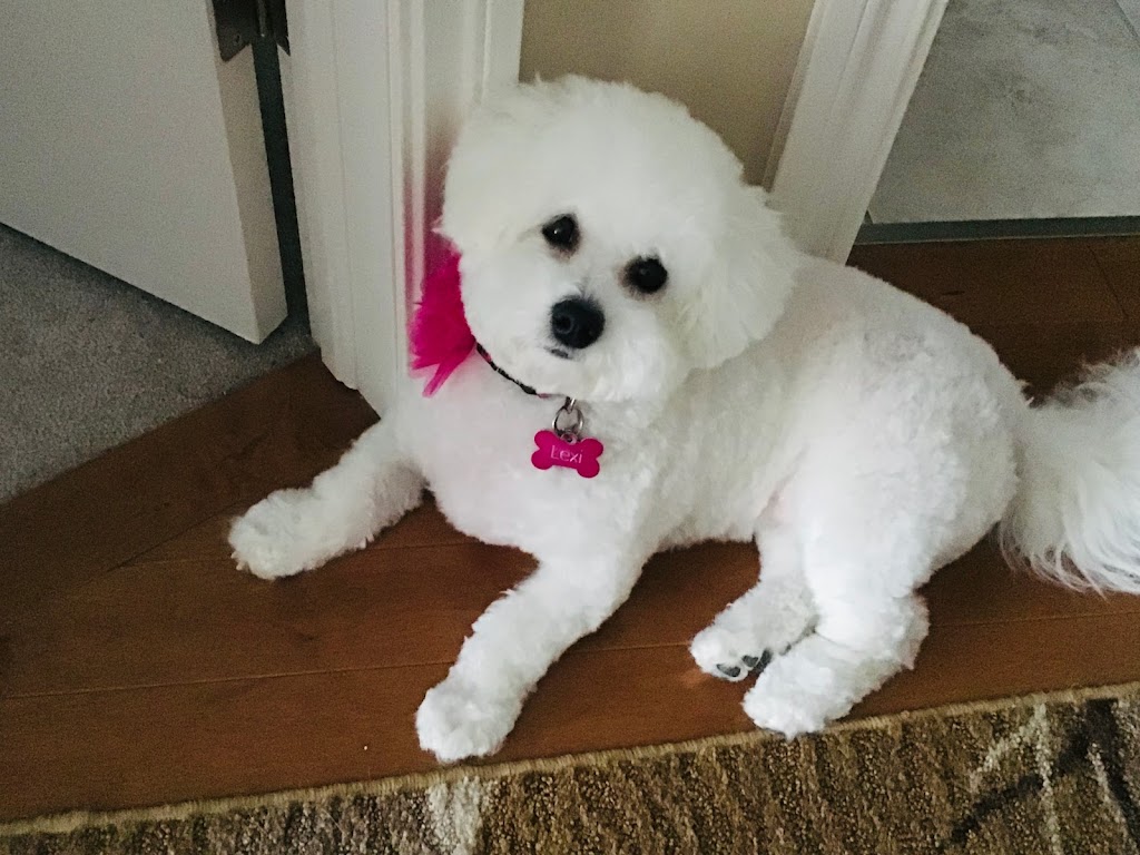 Cutting Edge K9 Pet Grooming | 1119 Goderich St #7, Port Elgin, ON N0H 2C3, Canada | Phone: (519) 386-4063