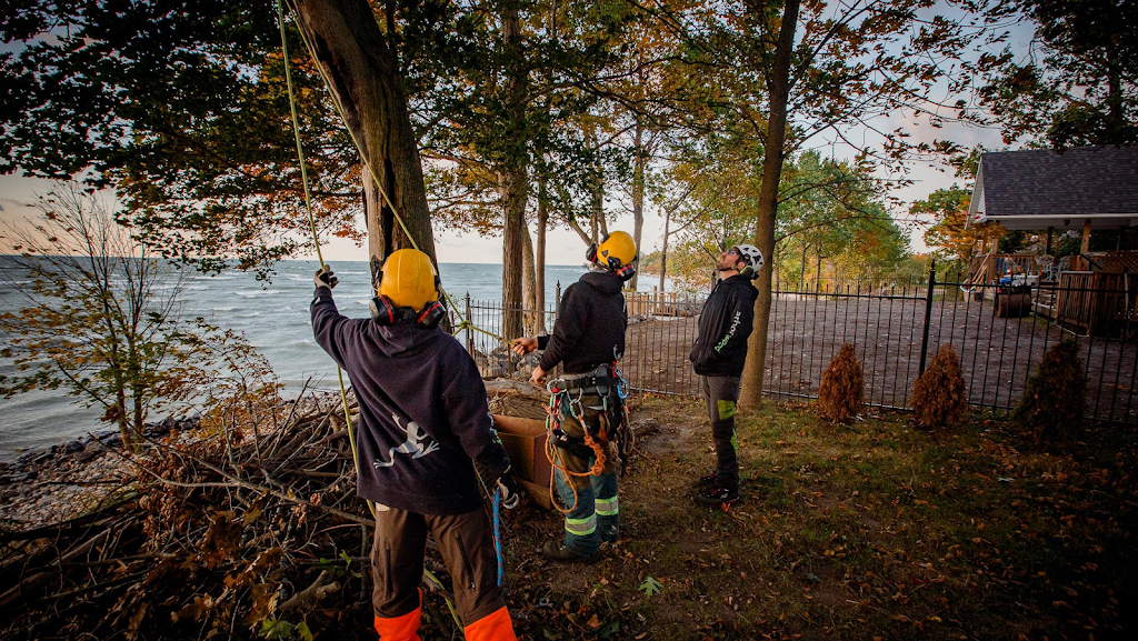 Arborwood Tree Service Inc. | 7838 Twenty Rd, Smithville, ON L0R 2A0, Canada | Phone: (905) 957-5663