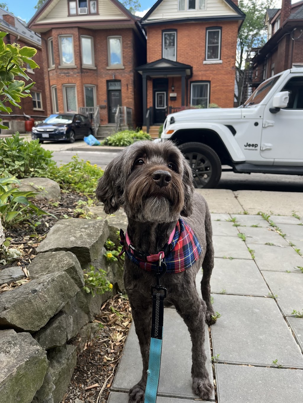 Muttedly Pawsome Dog Grooming | 86 Inchbury St, Hamilton, ON L8R 3B5, Canada | Phone: (289) 684-3469