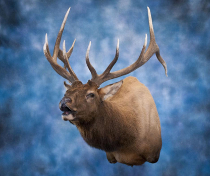 Alberta Taxidermy Studios Ltd | 4995 Centre Ave, New Sarepta, AB T0B 3M0, Canada | Phone: (780) 941-3800