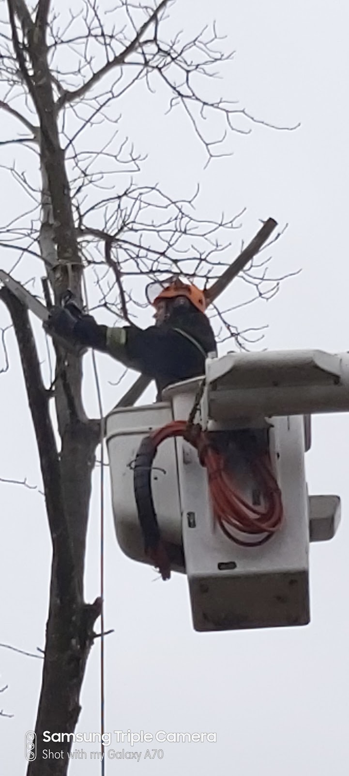 Tree Services | Parkhill Blvd, Hope, BC V0X 1L5, Canada | Phone: (604) 206-1755