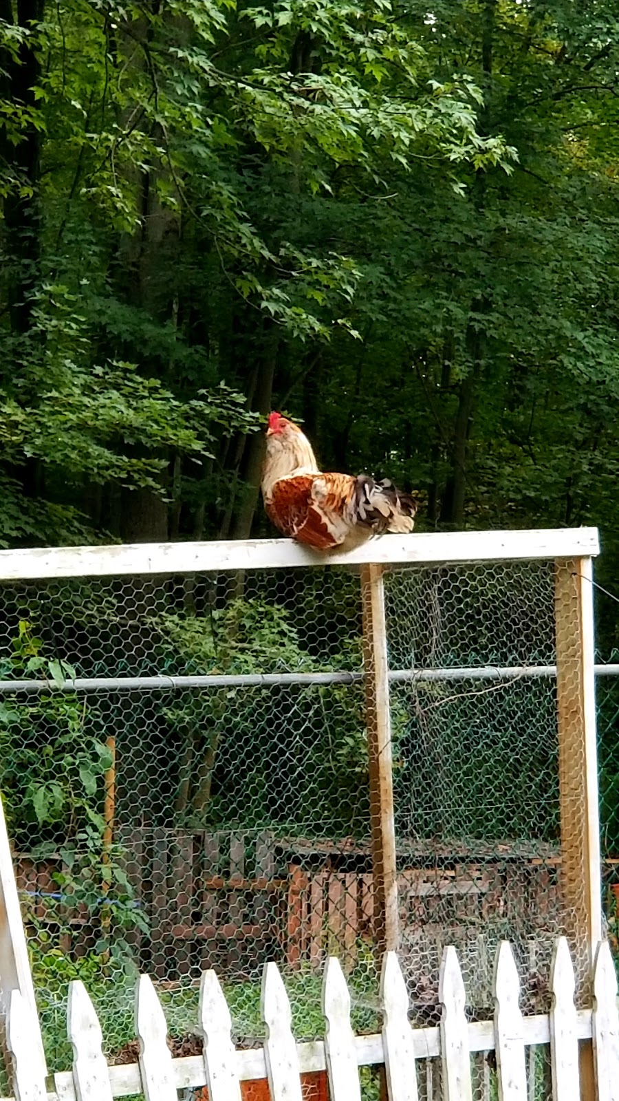 The Sticky Chicky Farm | 8255 Frith Rd, Columbus, MI 48063, USA | Phone: (810) 531-6004