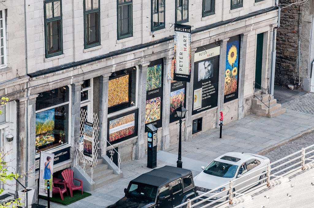 PETERwHARTGallery | 367 Rue Saint Paul Est, Montréal, QC H2Y 1H3, Canada | Phone: (888) 856-6325
