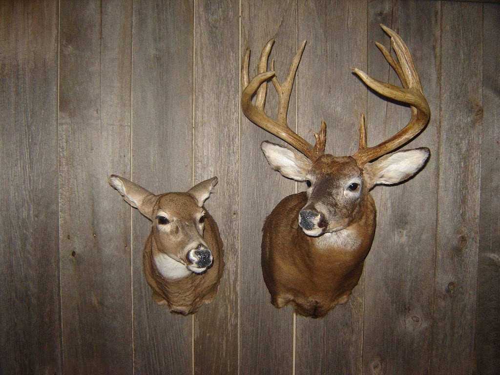 Bluewater Taxidermy | 37881 Crystal Springs Road, R.R. # 1, Varna, ON N0M 2R0, Canada | Phone: (519) 301-5137