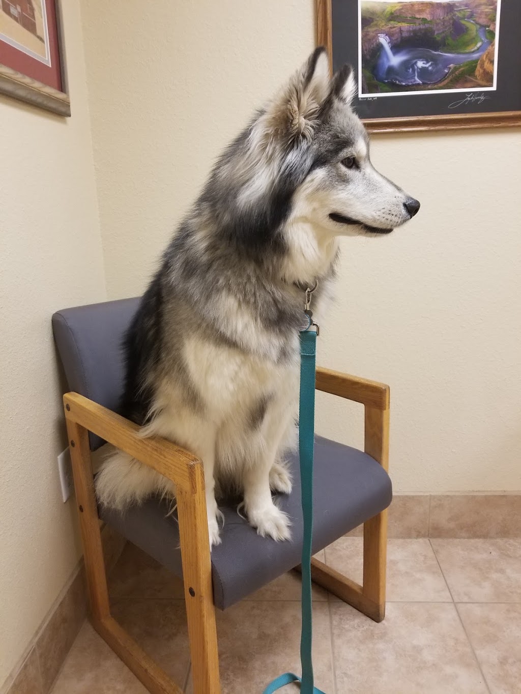 Nooksack Animal Hospital PC | 302 W Columbia St, Nooksack, WA 98276, USA | Phone: (360) 966-3207