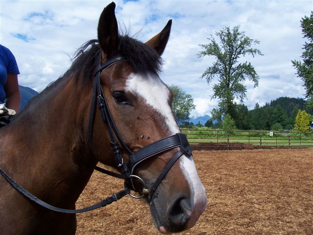 Leather Mark Saddlery | 26525 98 Ave, Maple Ridge, BC V2W 1K3, Canada | Phone: (778) 994-1580