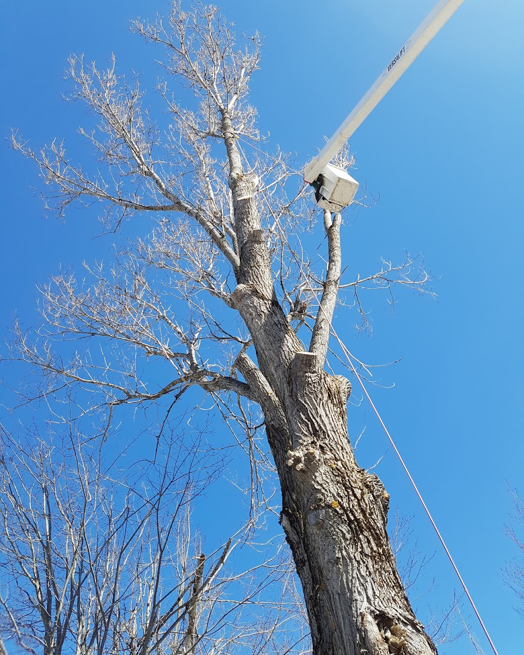 Martel Tree Service | 40 Teesdale St, Moncton, NB E1A 5K5, Canada | Phone: (506) 387-7342