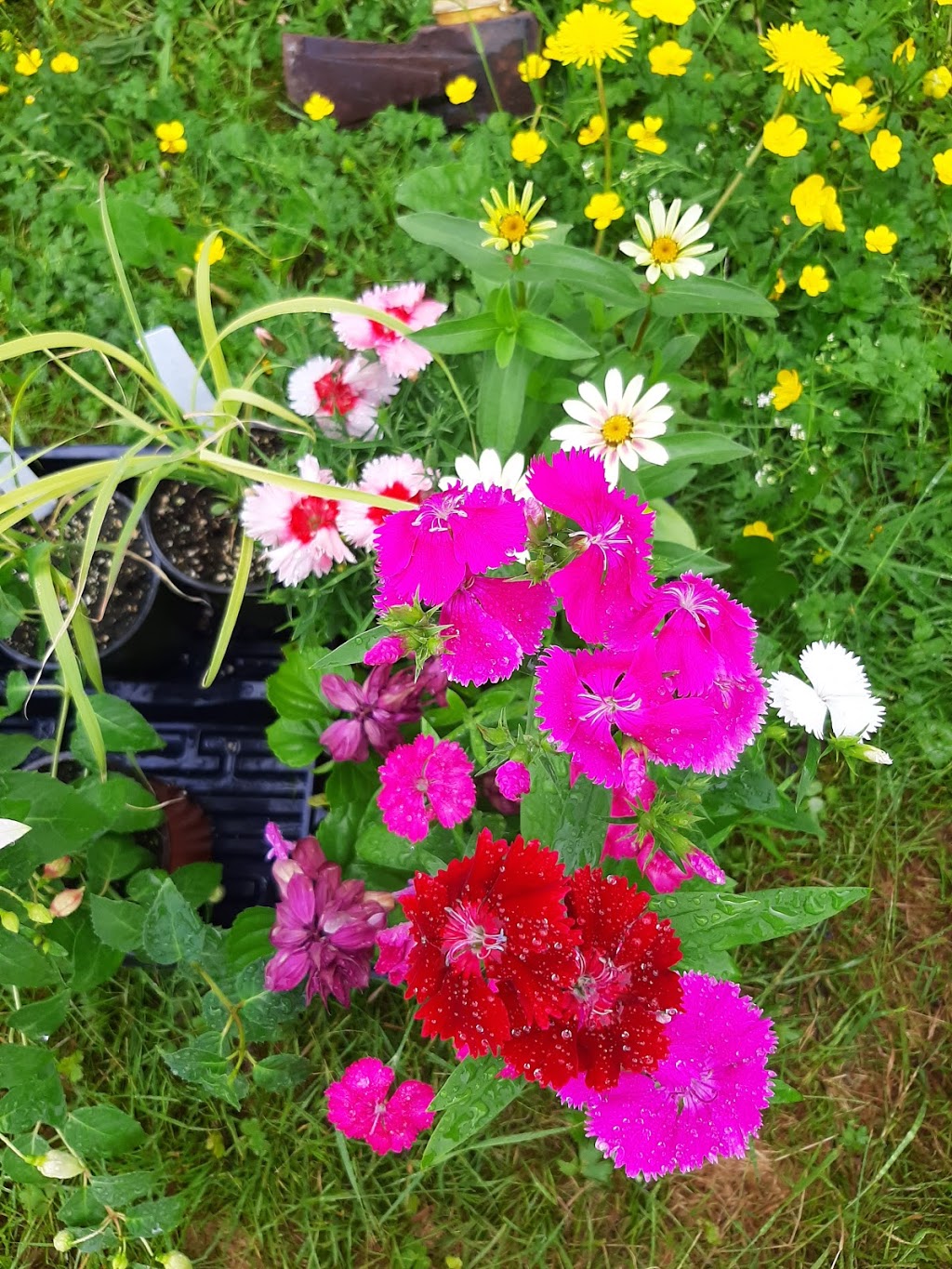 West River Greenhouses | 509, NS-376, Central West River, NS B0K 1H0, Canada | Phone: (902) 925-2088