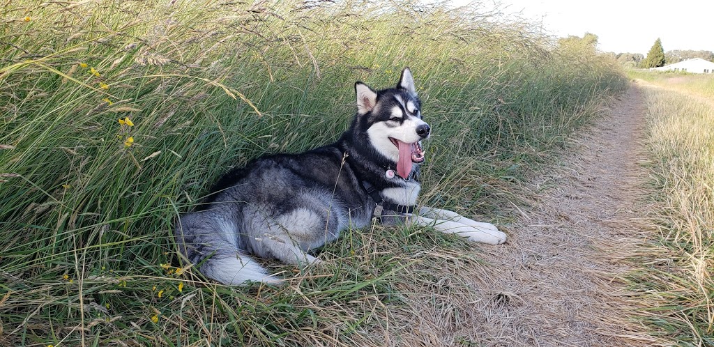Richmond Dog Boarding & Play | 13800 No. 3 Rd, Richmond, BC V7A 1X6, Canada | Phone: (604) 370-3647