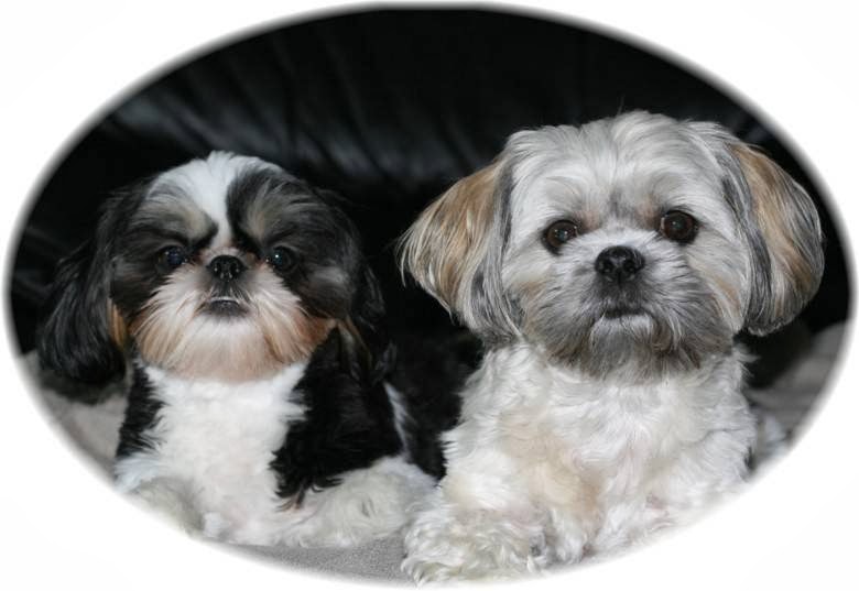 Doggy Spa The | 2940 Charleston Sideroad, Caledon Village, ON L7K 0V9, Canada | Phone: (519) 927-9249