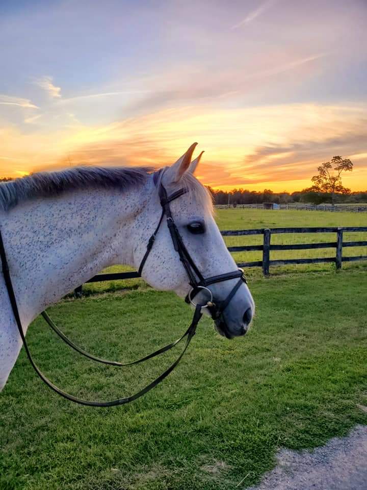 Walden Ridge Equestrian Ctr | 3074 Chilligo Rd, Cambridge, ON N3H 4R6, Canada | Phone: (519) 239-0942