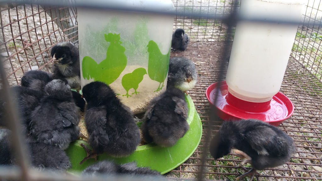Edible Acres | 21083 Purple Hill Rd, Thorndale, ON N0M 2P0, Canada | Phone: (519) 520-0175