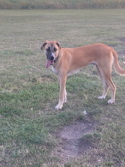 Pawsitively Wild N Free | W648+Q4, Indus, AB T1X 0H7, Canada | Phone: (403) 701-6323