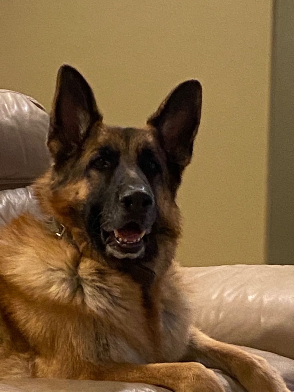 GERMAN SHEPHERD | 4315 Telegraph Rd, Cowichan Bay, BC V0R 1N2, Canada | Phone: (250) 743-9475