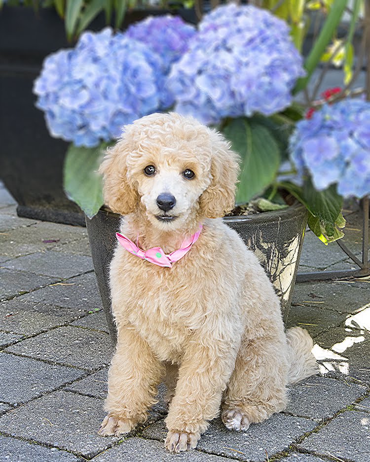 The Dshaggin Waggin Mobile Pet Groomer | 100 Aldersmith Pl A6, Victoria, BC V9A 7M8, Canada | Phone: (250) 590-8121