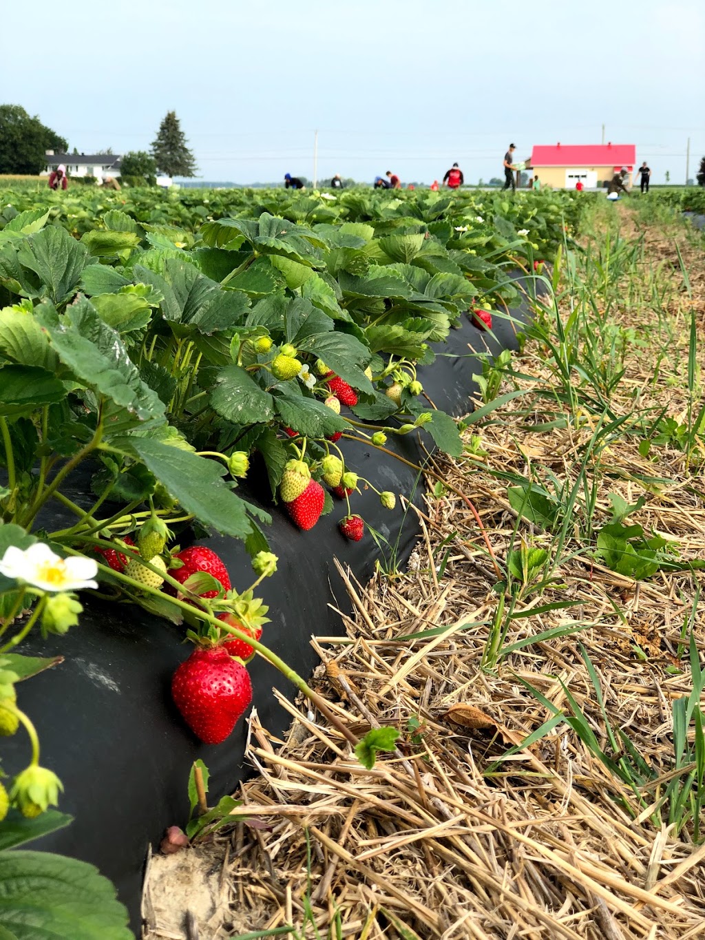 Ferme Gadbois | 889 Rang Saint-Amable, Saint-Barnabé-Sud, QC J0H 1G0, Canada | Phone: (450) 792-5112