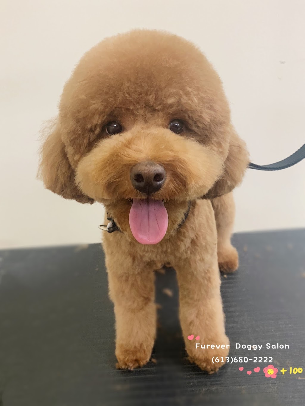 Furever Doggy Salon | 1896 Prince of Wales Dr Unit 5, Nepean, ON K2C 3W9, Canada | Phone: (613) 680-2222