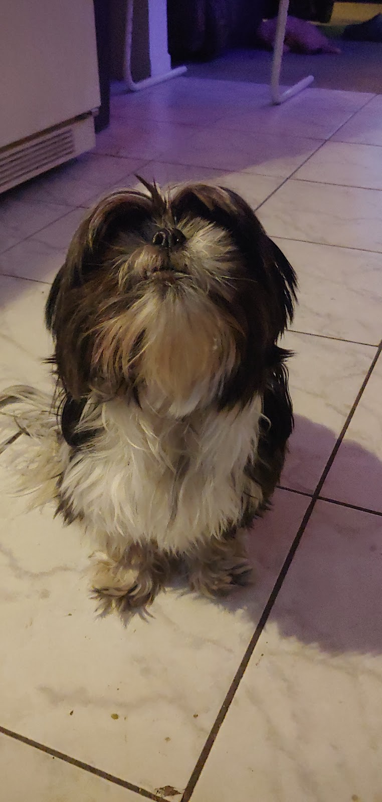 Salon Canin | 1443 Bd Pie-XI S, Québec, QC G3K 1H2, Canada | Phone: (418) 683-1121