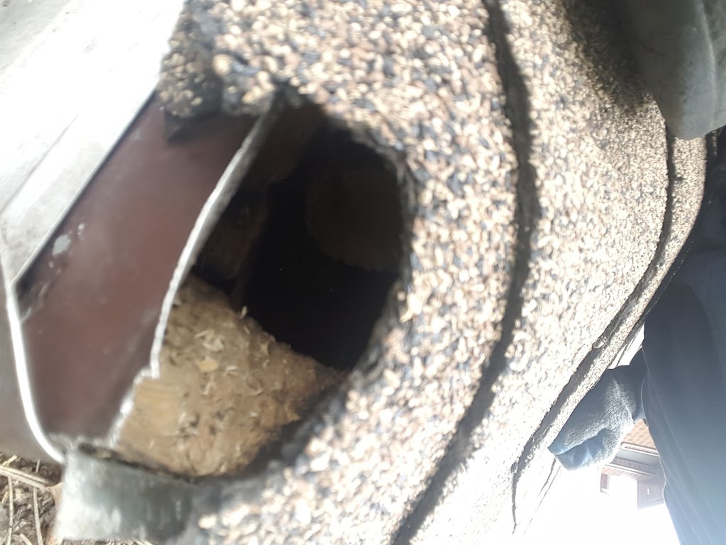 SIA Wildlife Control inc. | 26 Riveredge Dr, Keswick, ON L4P 2N9, Canada | Phone: (647) 715-6262