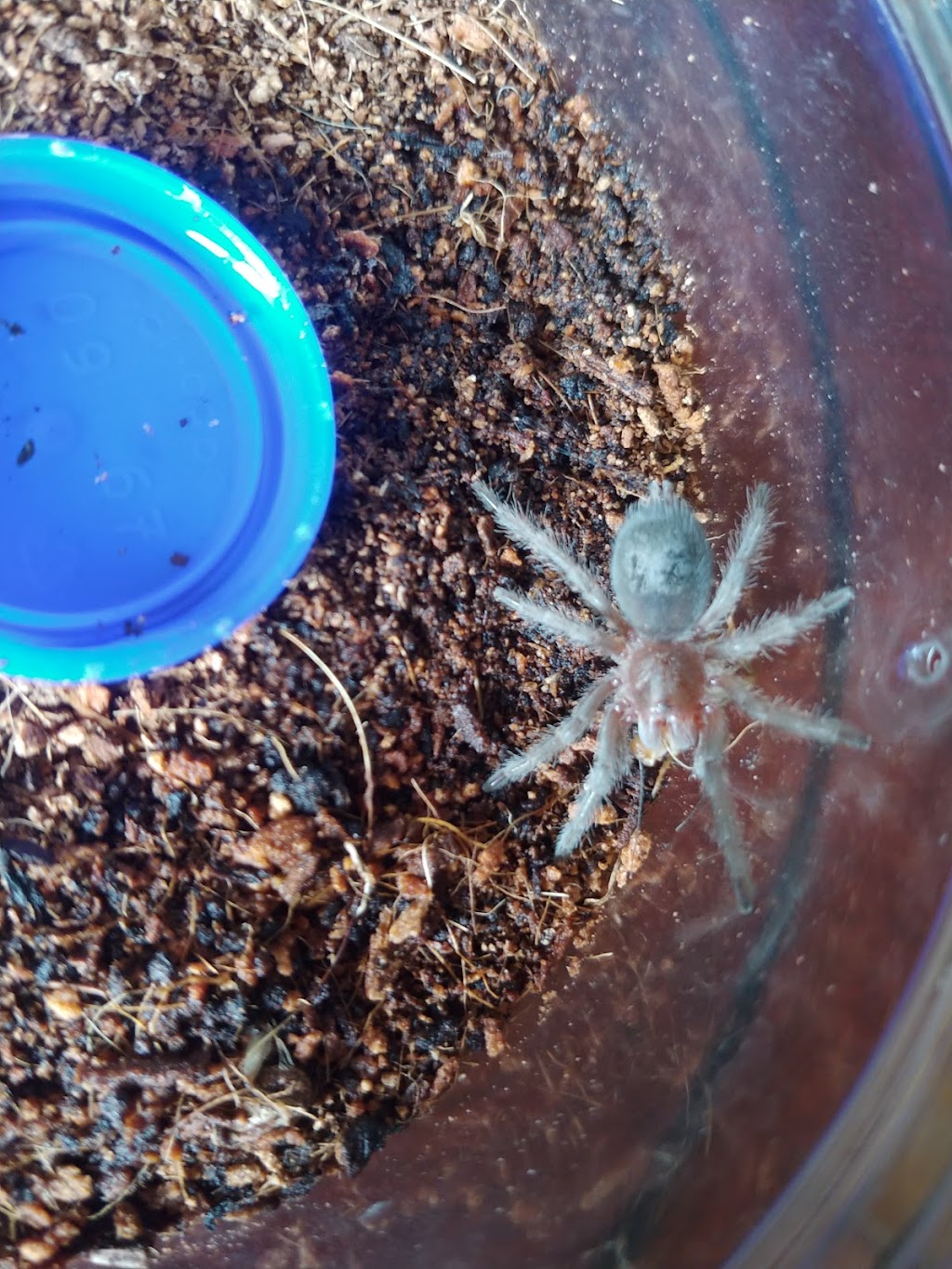 Tarantula Canada | 3101 Bd Dagenais O, Laval, QC H7P 1T8, Canada | Phone: (514) 484-4101