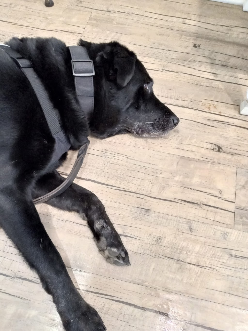 Sana Adelaide Animal Hospital | 500 Adelaide St N, London, ON N6B 3J2, Canada | Phone: (226) 636-0646