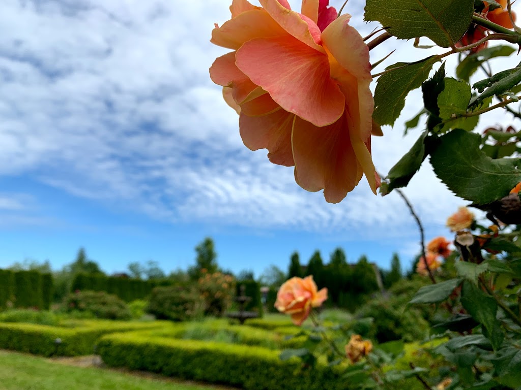 Full Bloom Lavender Farm | 2926 248 St, Langley City, BC V4W 2R2, Canada | Phone: (778) 955-5871