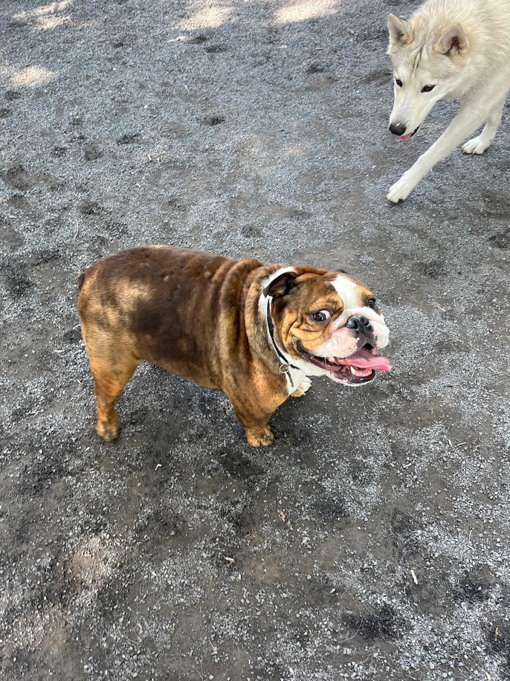 Paws n Passion Inc. | 2466 Rang de la Savane, Richelieu, QC J3L 6N8, Canada | Phone: (514) 612-4300