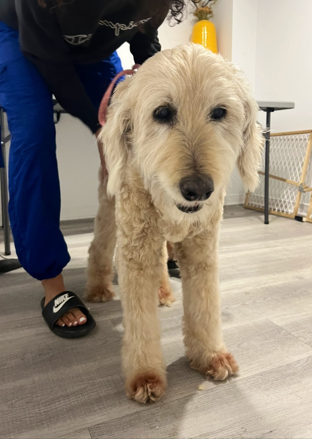 Uplands Pet Service | 29 Fox Hunt Ave, Ottawa, ON K1V 0B1, Canada | Phone: (343) 204-1585