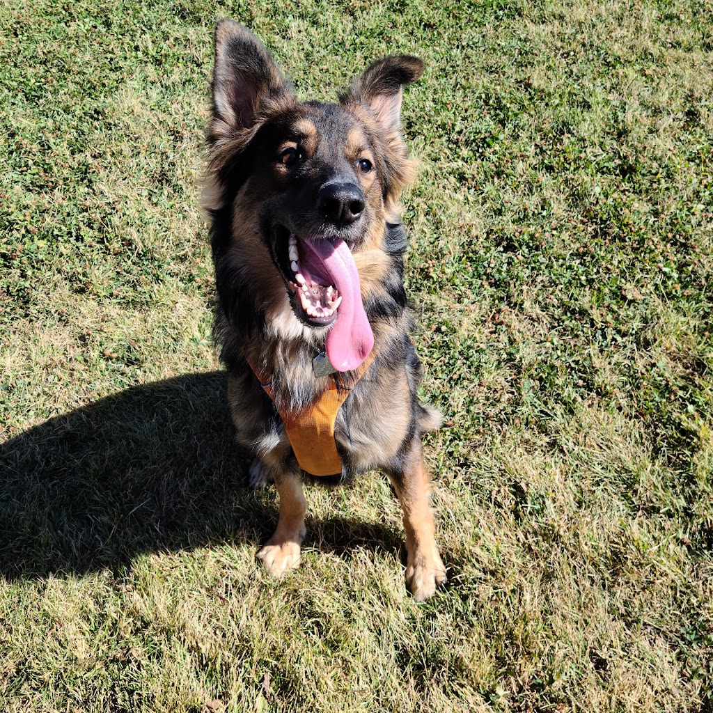 Country Club Pet Resort | 282063 Township Rd 224A, Alberta T1X 0J2, Canada | Phone: (403) 936-5685
