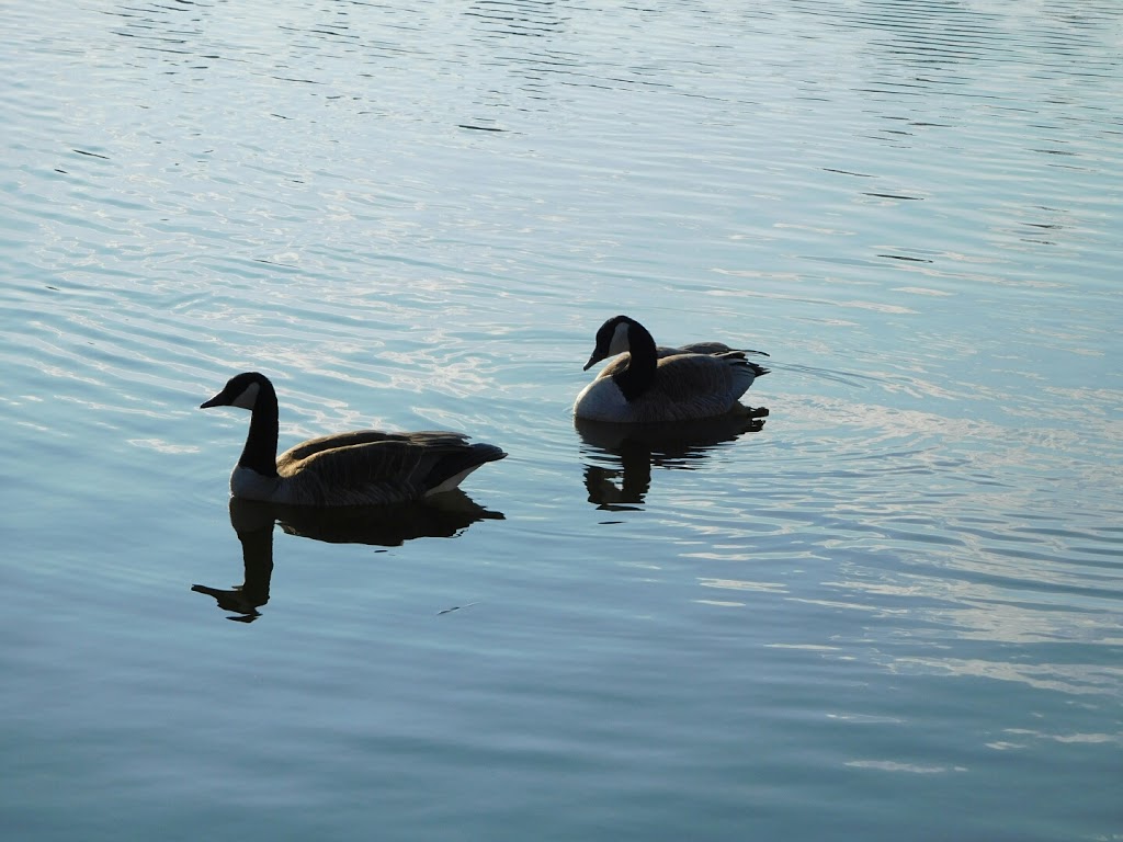Potter Greens Pond | 1304 Potter Greens Dr NW, Edmonton, AB T5T 6A3, Canada
