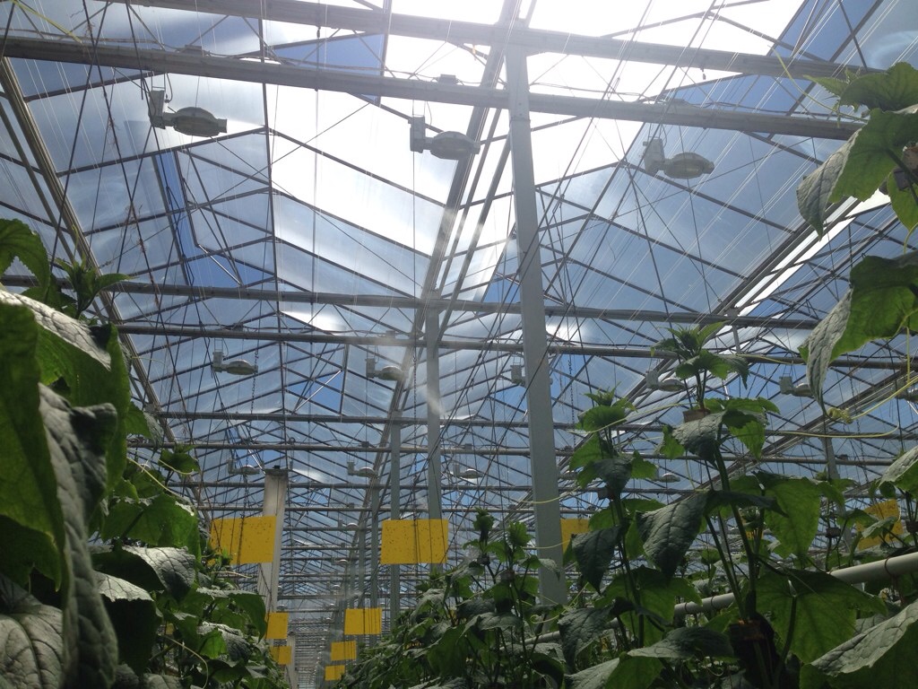Doefs Greenhouses Ltd. | 41117 Hwy 792, Lacombe County, AB T4L 2N3, Canada | Phone: (403) 782-2704
