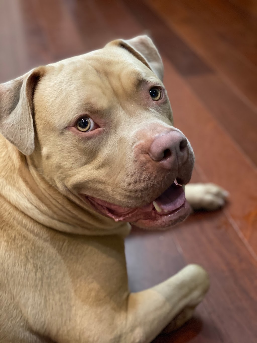 Animal Dermatology Specialists of Vancouver | 1316 W 4th Ave, Vancouver, BC V6H 4A3, Canada | Phone: (604) 558-3376