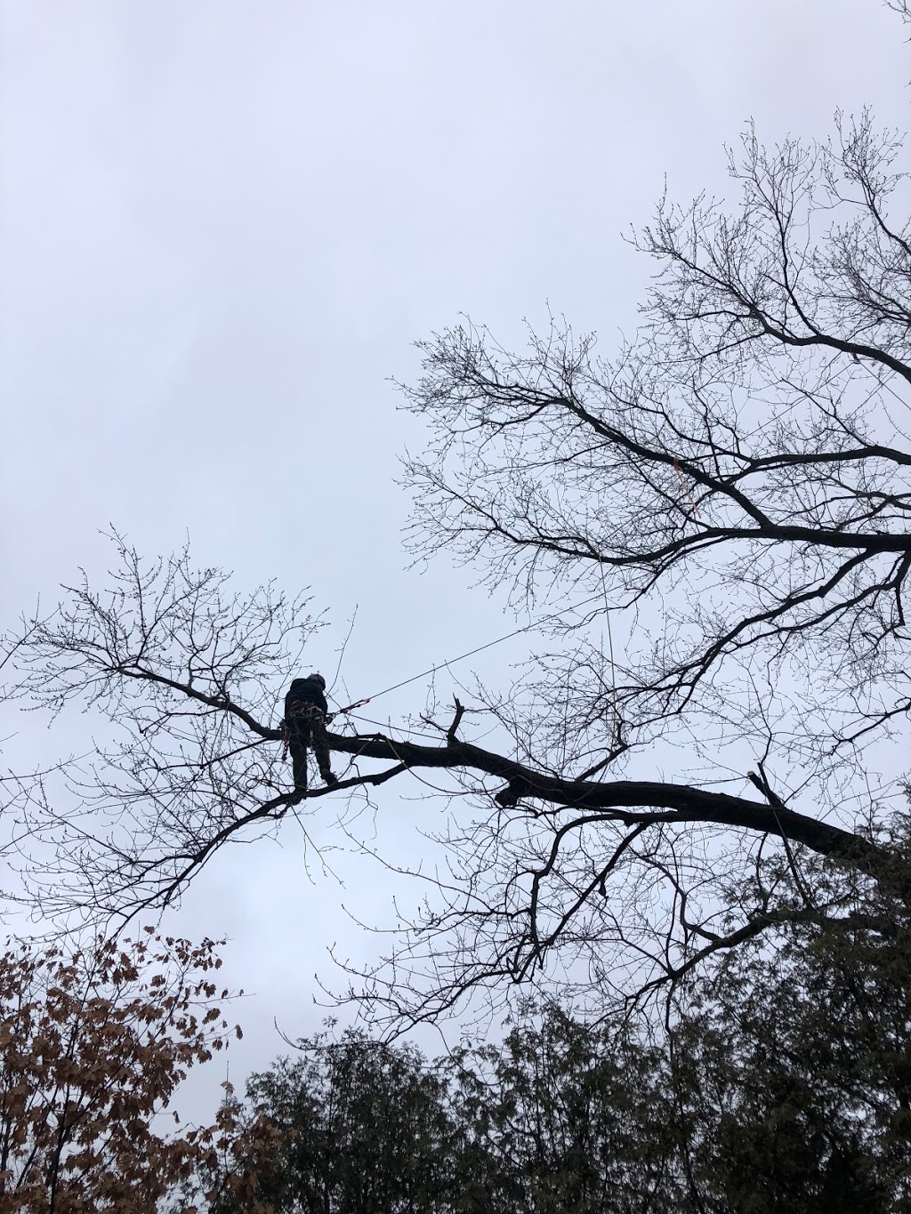 Mercier’s Tree Service | 270 Lorindale Dr, Oshawa, ON L1H 6X4, Canada | Phone: (289) 355-3177