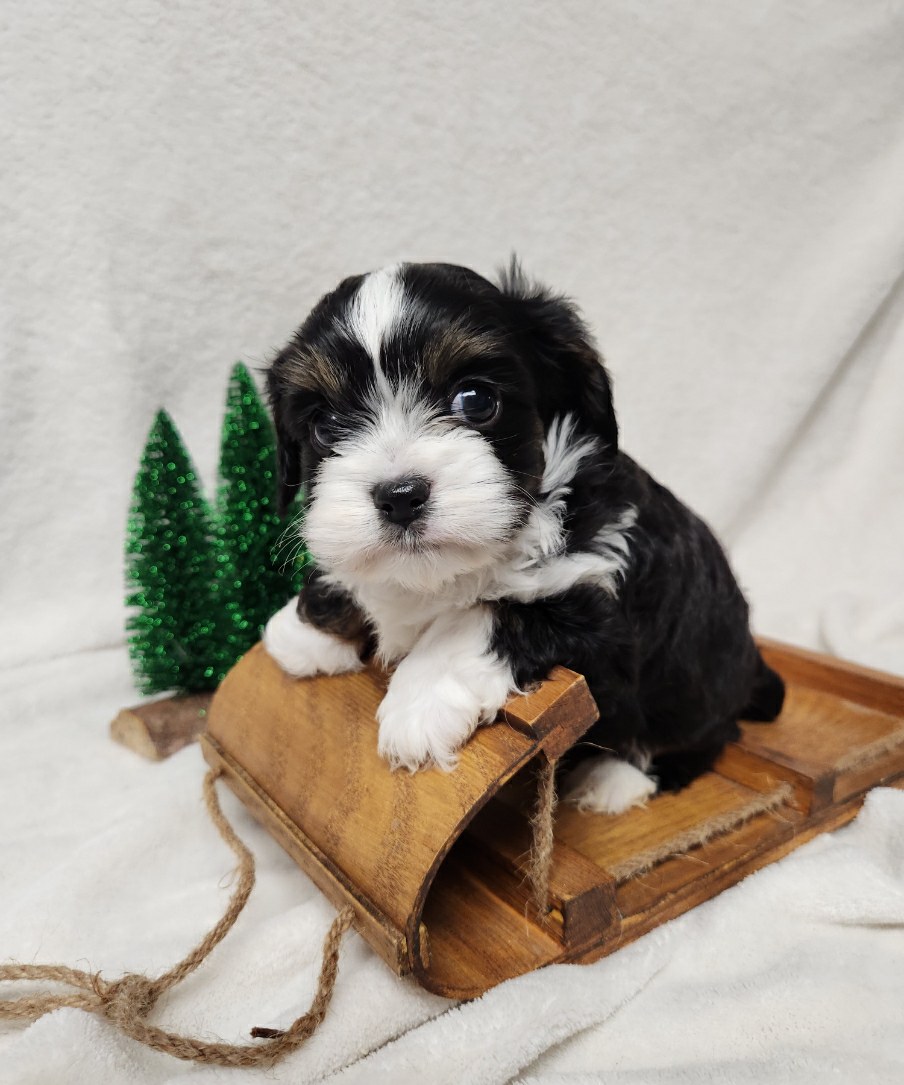 Serendipity Acres | 6057 Palmer Rd, Palmer Rapids, ON K0J 2E0, Canada | Phone: (613) 334-6234