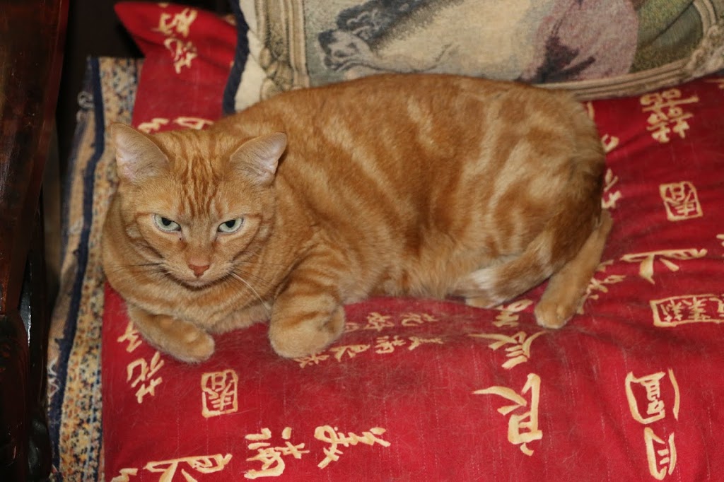 Pet Valu | 2734 Lake Shore Blvd W, Etobicoke, ON M8V 1H1, Canada | Phone: (416) 253-5960