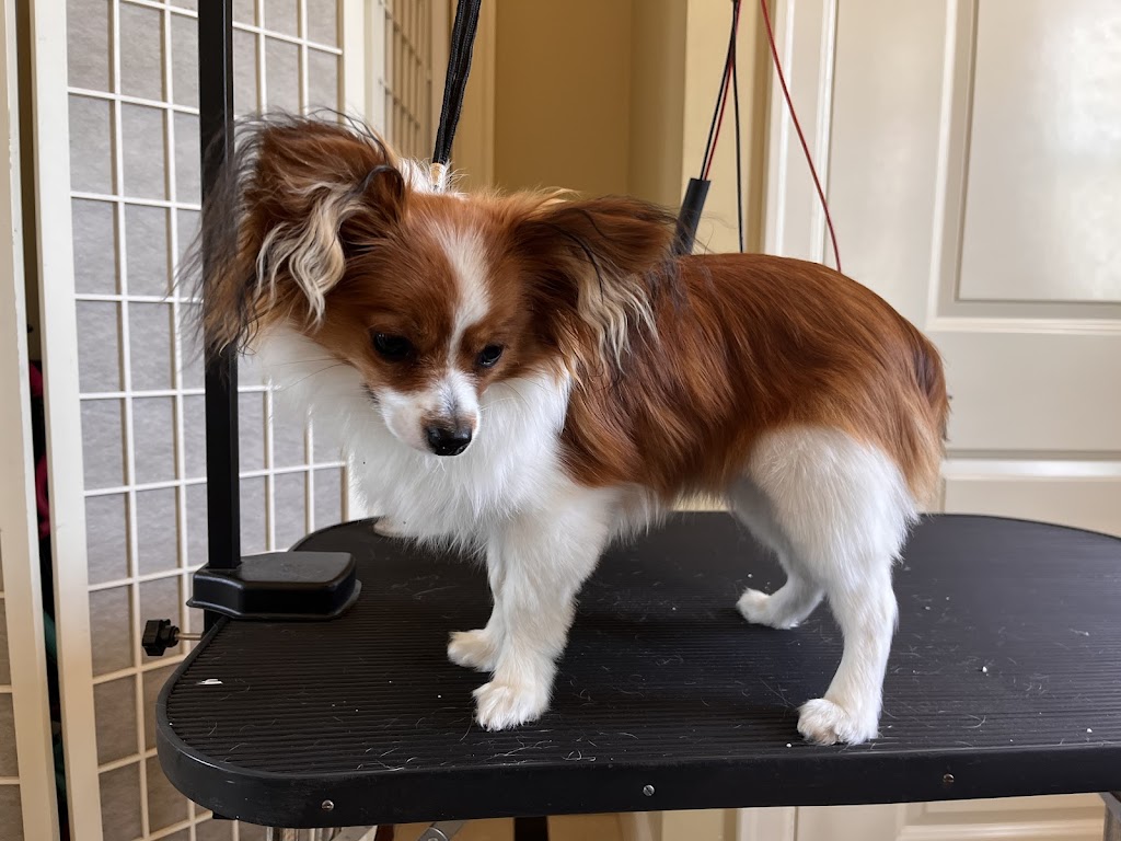 Doggie Care Services | 7059 Victoria Dr, Vancouver, BC V5P 3Y9, Canada | Phone: (236) 889-1026