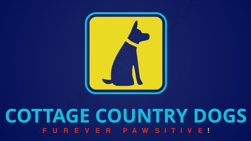 Cottage Country Dogs | 499 Bay St B, Orillia, ON L3V 3X8, Canada | Phone: (647) 520-9728