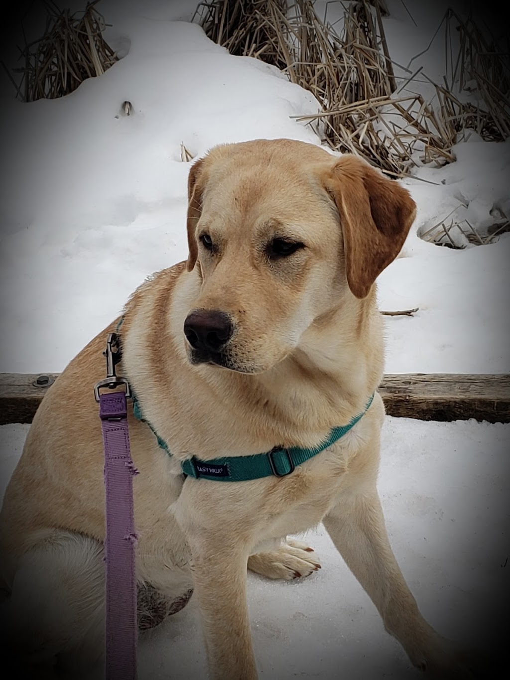 Julspops Dog Walking & Pet/House Sitting Services | 26 Mark St, London, ON N5V 2G5, Canada | Phone: (226) 228-9418