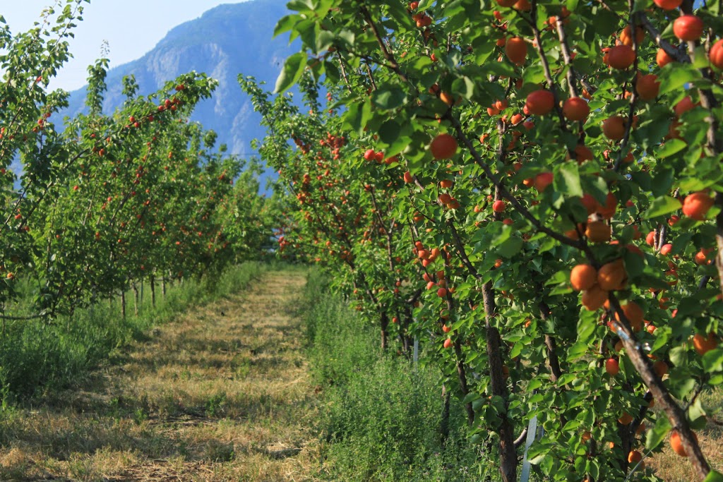 Tree To Me | 1217 Hwy 3A, Keremeos, BC V0X 1N4, Canada | Phone: (250) 499-9271