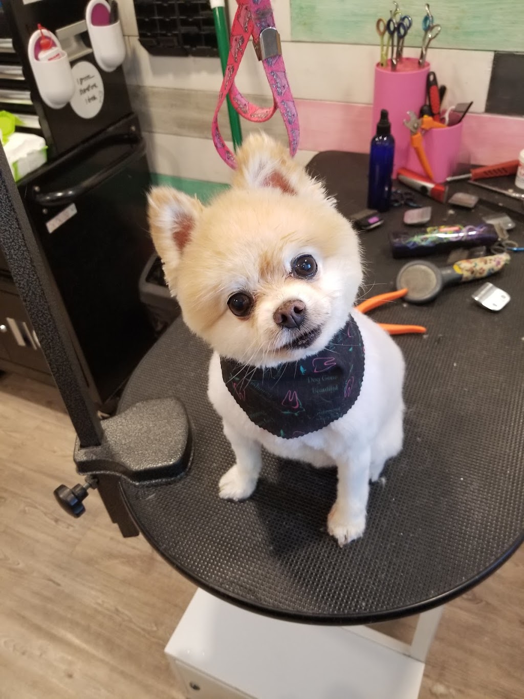Dog gone beautiful Smiles aldergrove | 27159 Fraser Hwy, Aldergrove, BC V4W 3P7, Canada | Phone: (604) 427-0880