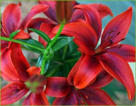 Delorme Garden Center | 3667 Rue Queen, Rawdon, QC J0K 1S0, Canada | Phone: (450) 834-6764