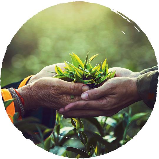 Garden To Cup Organics | 22071 Fraserwood Way, Richmond, BC V6W 1J5, Canada | Phone: (877) 306-0721