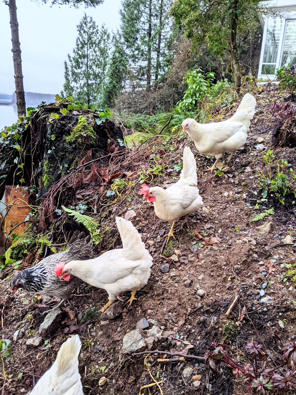Riverview Farm | 42831 Old Orchard Rd, Chilliwack, BC V2R 4A6, Canada | Phone: (778) 386-9822