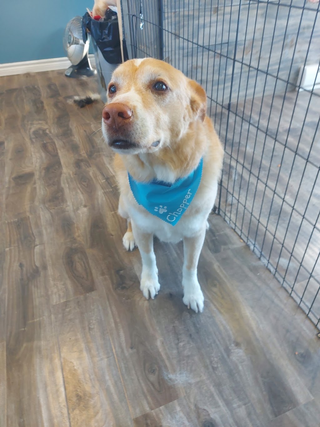 Toilettage Dieppe Dog and Cat Grooming | 675 Babin St, Dieppe, NB E1A 5M7, Canada | Phone: (506) 869-9999