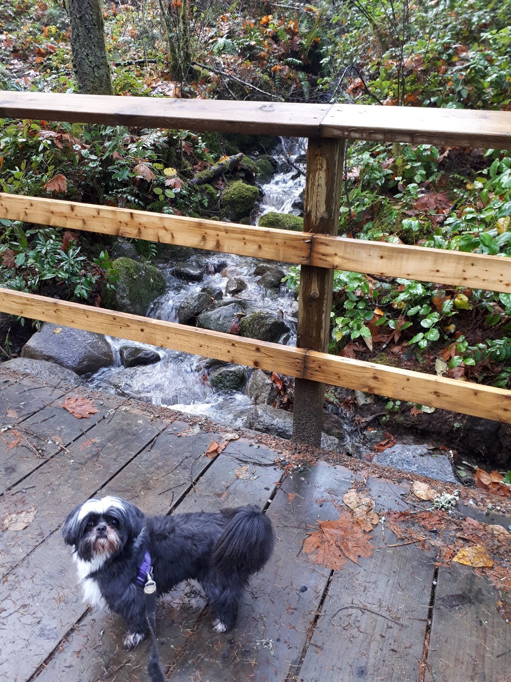 Holland Creek Trail Head | 374 Dogwood Dr, Ladysmith, BC V9G 1T5, Canada